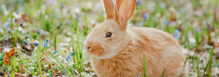 A small fluffy red rabbit on a spring blooming forest fire close-up, a concept for the spring holidays of Easter. Easter Bunny, Photo bannerの写真素材