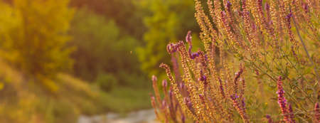 Beautiful wild flowers, purple wild peas, nature close-up macro. Landscape wide format, copy space,...