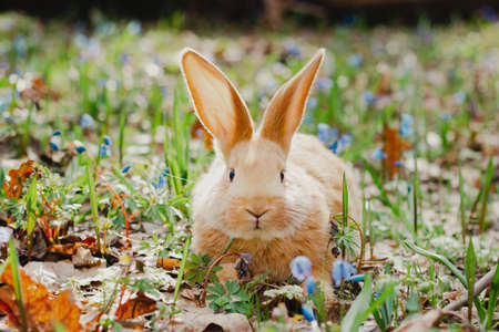 A small white fluffy red rabbit with big ears in a forest flowering spring meadow. Close-up, concept for the spring holiday of Easter