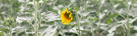 Cute beautiful yellow sunflower heads against blue sky outdoors. Flower heads grow on stems with leaves. Natural ecological rustic countryside background. web banner header. photo bannerの写真素材