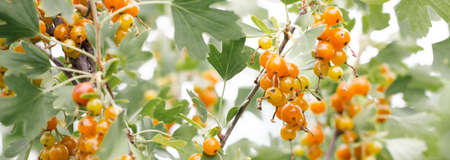 Ripe yellow currant in the home garden. Fresh bouquet of natural fruits growing on a branch in a farm. close-up. Organic farming, healthy food, BIO products, return to nature concept. Photo banner.の写真素材