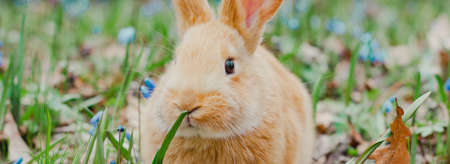 A small fluffy red rabbit on a spring blooming forest fire close-up, a concept for the spring holidays of Easter. Easter Bunny, Photo bannerの写真素材