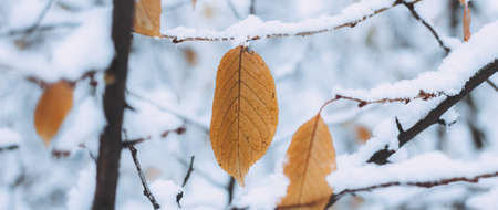 Yellow leaves and birch catkins covered first snow. Winter or late autumn, beautiful nature, frozen leaf on a blurred background, its snowing. Natural seasonal tree branches close-up. Photo bannerの写真素材