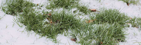 moody green grass growing through the snow on a field in winter with autumn leaves banner photo, low angle view, copy space, hello spring, goodbye winter conceptの写真素材