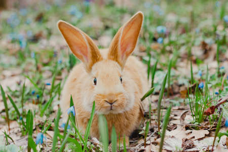 A small white fluffy red rabbit with big ears in a forest flowering spring meadow. Close-up, concept for the spring holiday of Easterの写真素材