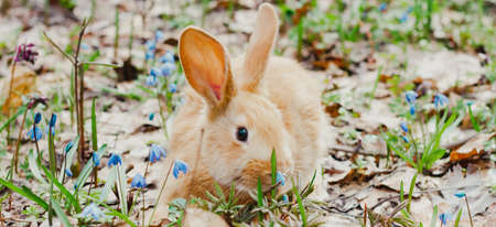 A small fluffy red rabbit on a spring blooming forest fire close-up, a concept for the spring holidays of Easter. Easter Bunny, Photo bannerの写真素材