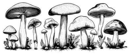 Hand drawn mushrooms in sketch style. Sketches of edible mushrooms. fungal protein.のイラスト素材