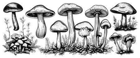 Hand drawn mushrooms in sketch style. Sketches of edible mushrooms. fungal protein.のイラスト素材