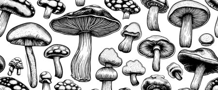 Hand drawn mushrooms in sketch style. Sketches of edible mushrooms. fungal protein.のイラスト素材