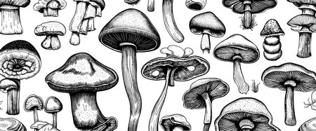 Hand drawn mushrooms in sketch style. Sketches of edible mushrooms. fungal protein.のイラスト素材