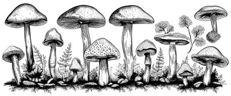 Hand drawn mushrooms in sketch style. Sketches of edible mushrooms. fungal protein.のイラスト素材