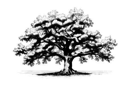 Old sketch oak tree hand drawn in vintage sketch style.のイラスト素材