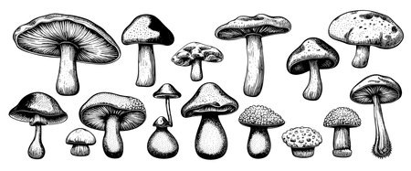 Hand drawn mushrooms in sketch style. Sketches of edible mushrooms. fungal protein.のイラスト素材