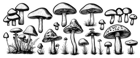 Hand drawn mushrooms in sketch style. Sketches of edible mushrooms. fungal protein.のイラスト素材