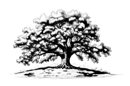 Old sketch oak tree hand drawn in vintage sketch style.のイラスト素材