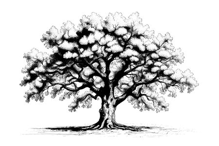 Old sketch oak tree hand drawn in vintage sketch style.のイラスト素材