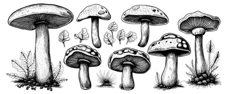 Hand drawn mushrooms in sketch style. Sketches of edible mushrooms. fungal protein.のイラスト素材