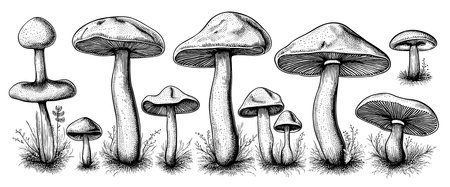 Hand drawn mushrooms in sketch style. Sketches of edible mushrooms. fungal protein.のイラスト素材