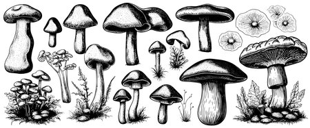 Hand drawn mushrooms in sketch style. Sketches of edible mushrooms. fungal protein.のイラスト素材