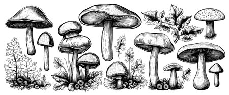 Hand drawn mushrooms in sketch style. Sketches of edible mushrooms. fungal protein.のイラスト素材