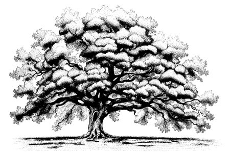 Old sketch oak tree hand drawn in vintage sketch style.のイラスト素材