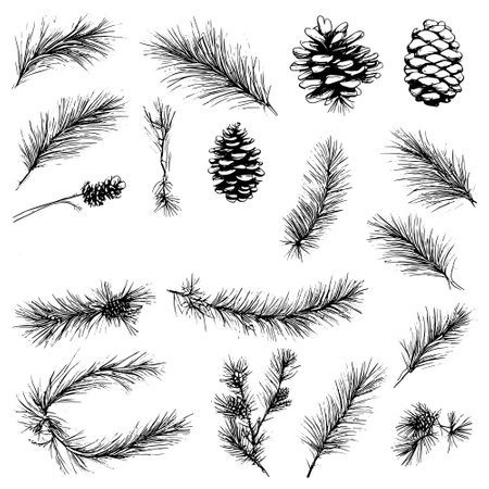 Vector line drawing. Christmas tree branches and cones drawn by a black line on a white background.のイラスト素材