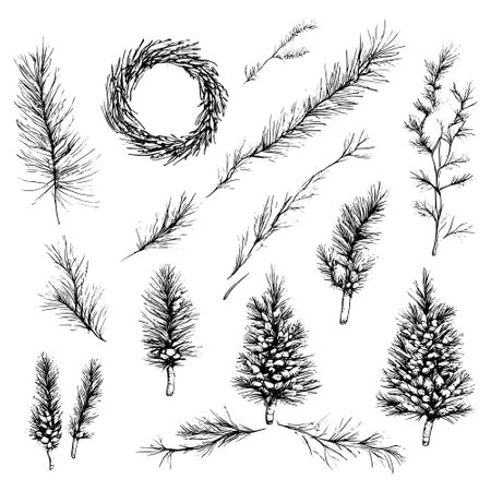 Vector line drawing. Christmas tree branches and cones drawn by a black line on a white background.のイラスト素材