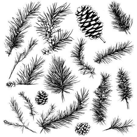 Vector line drawing. Christmas tree branches and cones drawn by a black line on a white background.のイラスト素材