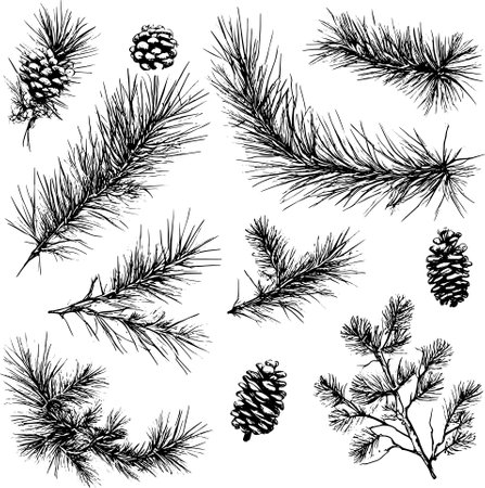 Vector line drawing. Christmas tree branches and cones drawn by a black line on a white background.のイラスト素材