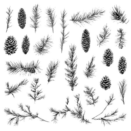 Vector line drawing. Christmas tree branches and cones drawn by a black line on a white background.のイラスト素材