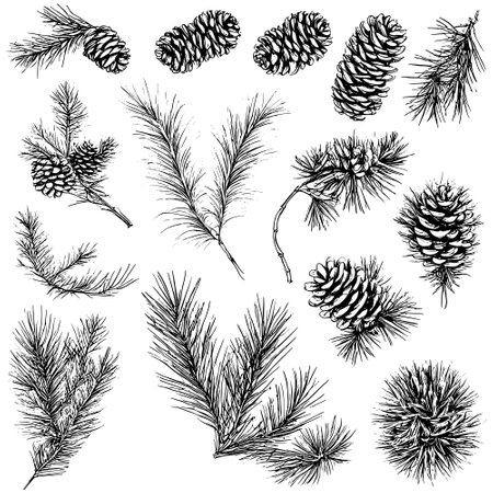 Vector line drawing. Christmas tree branches and cones drawn by a black line on a white background.のイラスト素材