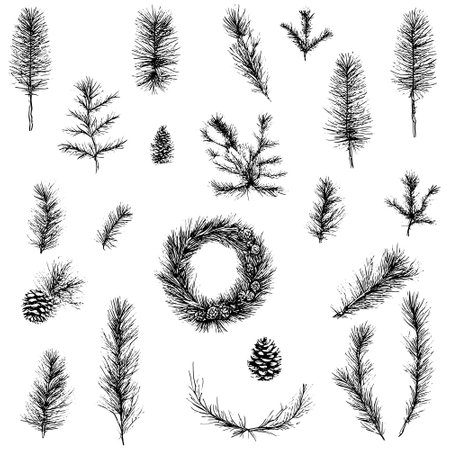 Vector line drawing. Christmas tree branches and cones drawn by a black line on a white background.のイラスト素材