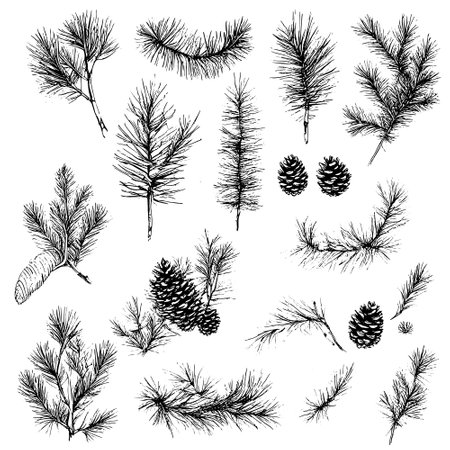 Vector line drawing. Christmas tree branches and cones drawn by a black line on a white background.のイラスト素材