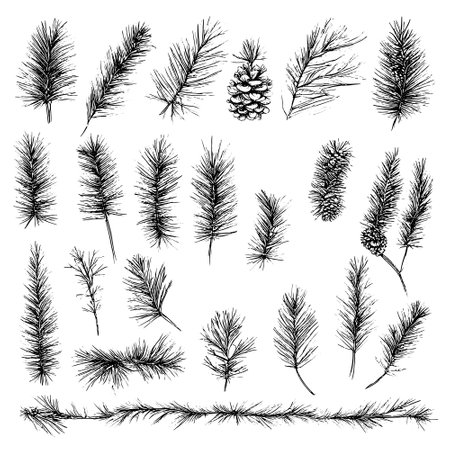 Vector line drawing. Christmas tree branches and cones drawn by a black line on a white background.のイラスト素材