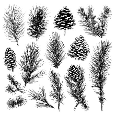 Vector line drawing. Christmas tree branches and cones drawn by a black line on a white background.のイラスト素材