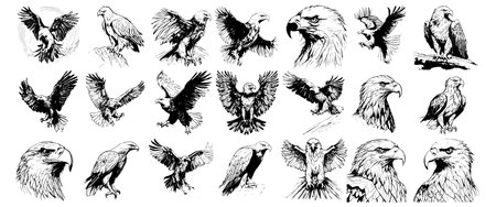 eagle vector sketch, silhouette of flying birds set, Sketch of eagle.のイラスト素材