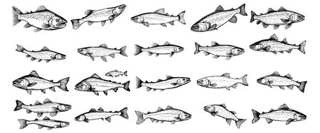 Set of sea fish. Fishing, seafood symbol or logo. Vector illustrationのイラスト素材