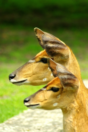 couple of Nyala antelope closeup の写真素材