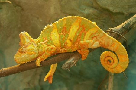 Yellow chameleon on branch closeupの写真素材