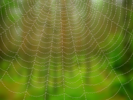 Spider web with drops on blured backgroundの写真素材