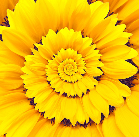 Sunflower infinity spiral abstract backgroundの写真素材