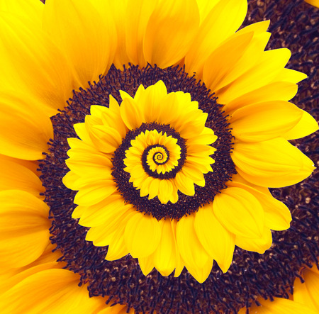 Sunflower infinity spiral abstract backgroundの写真素材