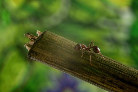 Macro photo of ant.の写真素材