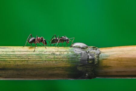 Macro photo of ant.の写真素材