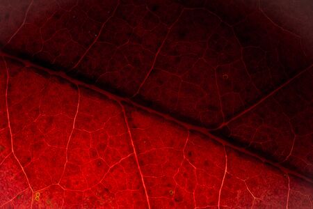 Autumn leafs coloursの写真素材