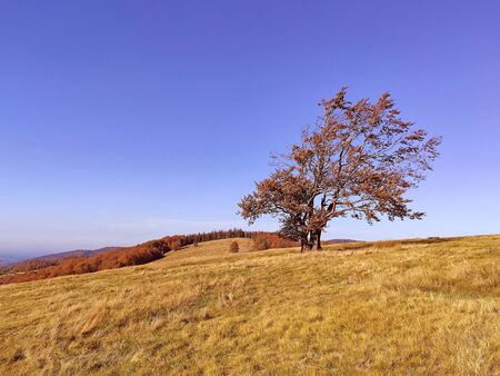 Lonely tree on mountain topの写真素材