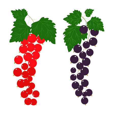 Sprigs of black and red currants on a white background.Currant vector drawing.のイラスト素材