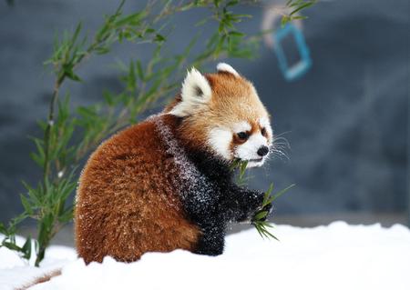 Popular figure in a zooの写真素材