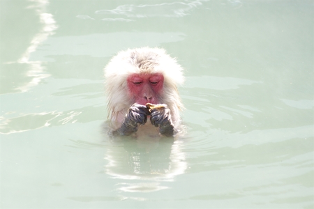 The ape which likes a hot spring very muchの写真素材