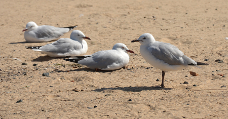 Seagulls are resting and relaxing on the beach